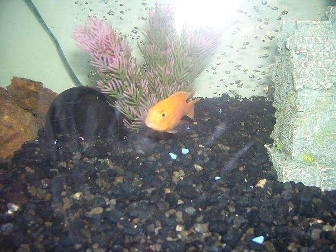 freshwater fish - pseudotropheus estherae - red zebra cichlid stocking in 55 gallons tank - cichlid