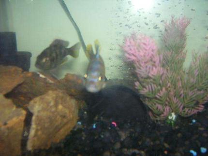 freshwater fish - nimbochromis venustus - venustus cichlid stocking in 55 gallons tank - cichlids