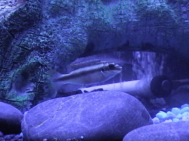 freshwater fish - pelvicachromis pulcher - kribensis cichlid stocking in 46 gallons tank - One of our amazing Cichlids