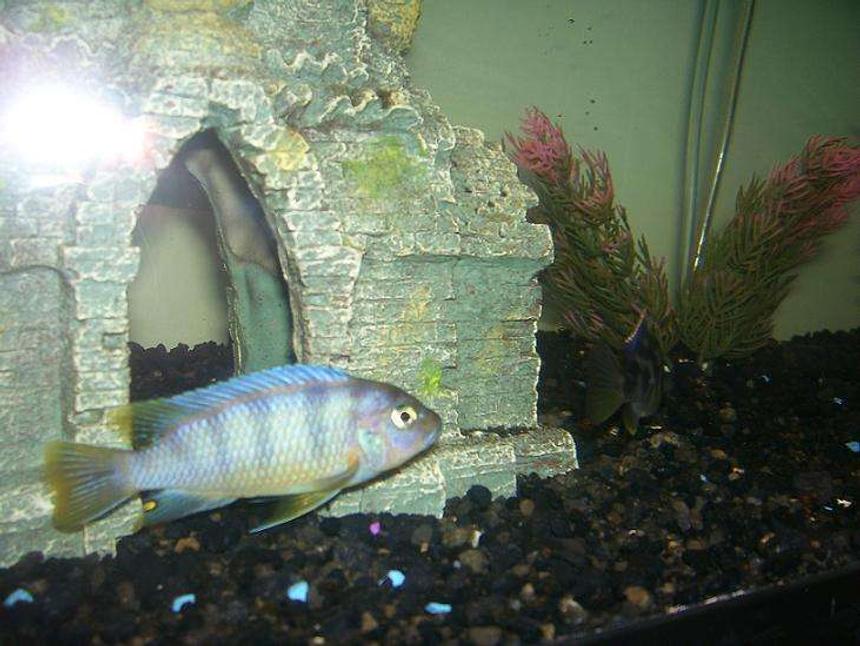Rated #2227: Freshwater Fish - Labidochromis Sp. - Hongi Stocking In 55 Gallons Tank - cichlid