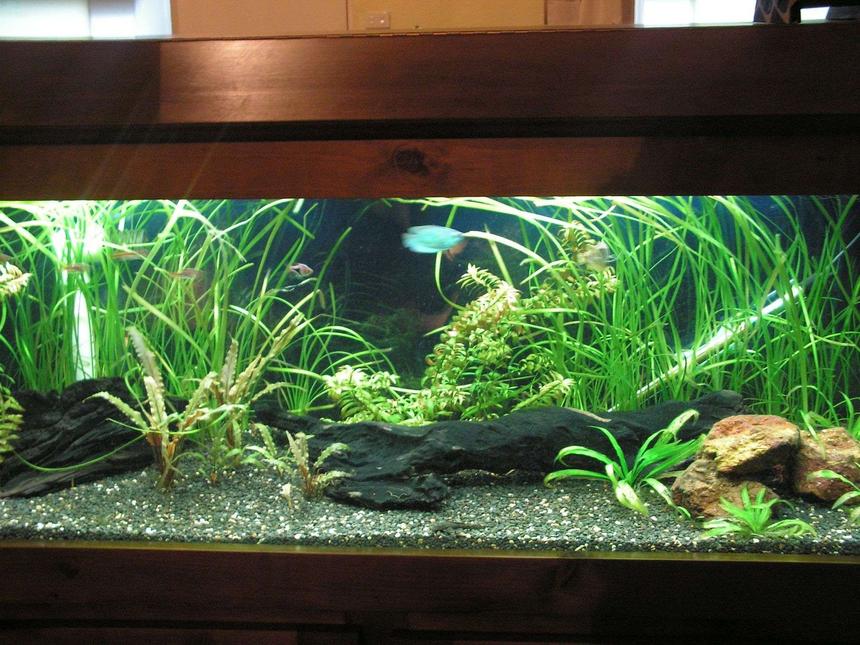 Rated #95: 50 Gallons Planted Tank - My 4ft tropical fisht ank