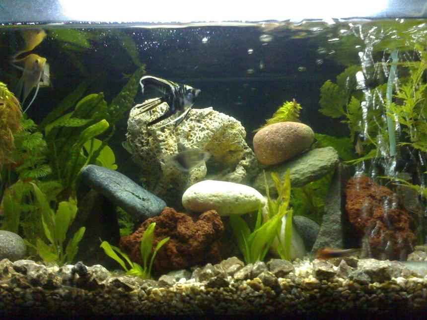 Rated #180: 10 Gallons Planted Tank - Home Sweet Home