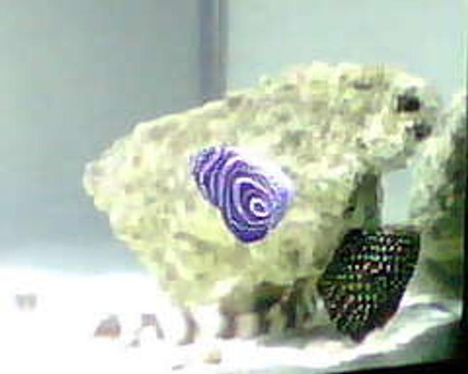 saltwater fish - pomacanthus imperator - imperator angelfish stocking in 24 gallons tank - my juevinille Emperor angel, my 1 year old Marine beta, and my 3 month old Bamboo shark.