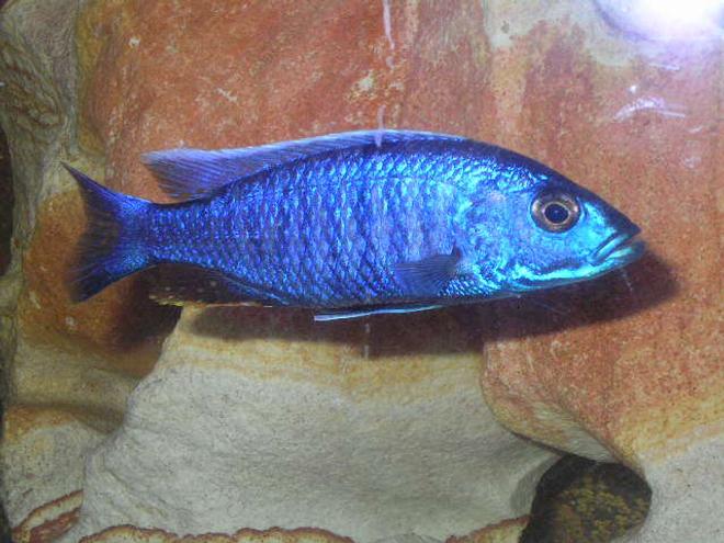 freshwater fish - sciaenochromis ahli - electric blue cichlid stocking in 55 gallons tank - Brikemond's Electric Blue Ahli Cichlid:  Bloo
