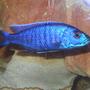 freshwater fish - sciaenochromis ahli - electric blue cichlid stocking in 55 gallons tank - Brikemond's Electric Blue Ahli Cichlid: Bloo