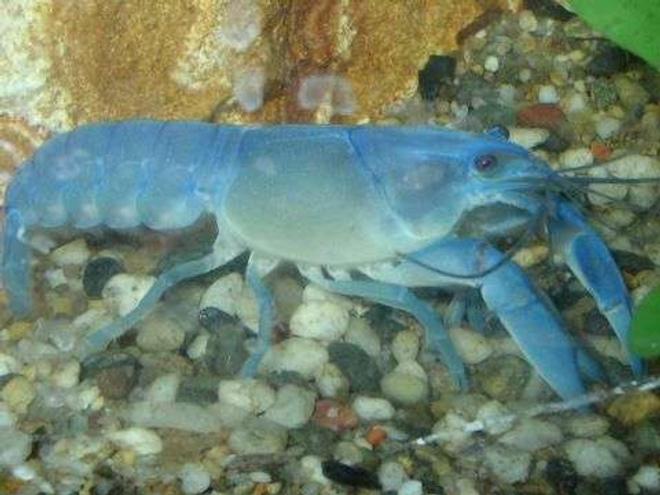 corals inverts - procambarus sp. - hammers cobalt blue lobster stocking in 55 gallons tank - Brikemond's Australian Blue Lobster:  Joey