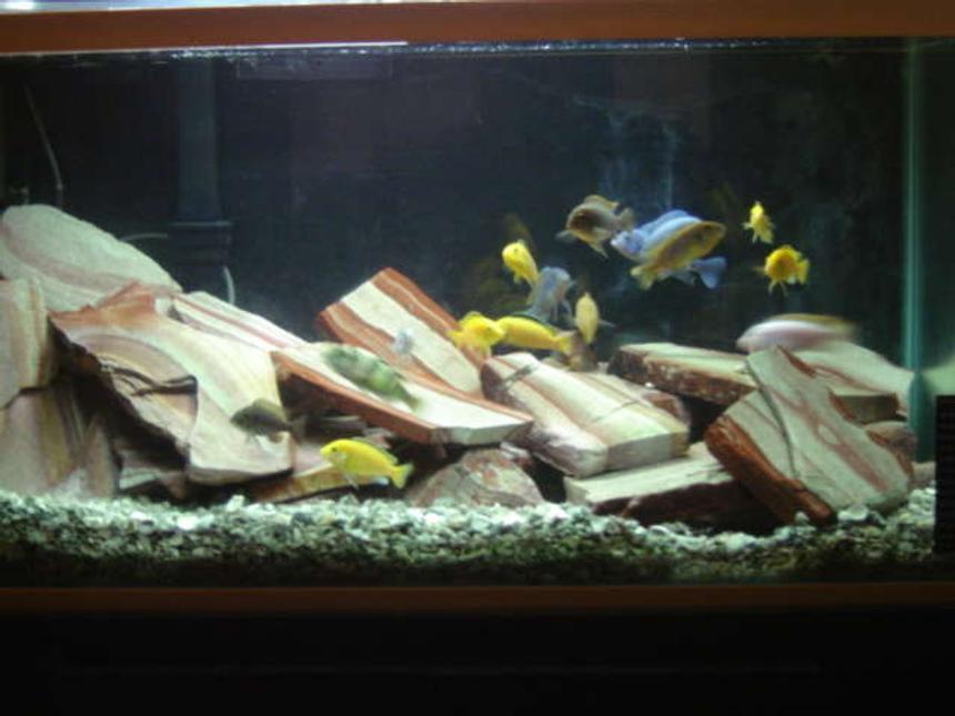Rated #218: 46 Gallons Freshwater Fish Tank - African Cichlids