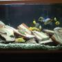 46 gallons freshwater fish tank (mostly fish and non-living decorations) - African Cichlids