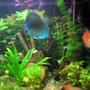100 gallons planted tank (mostly live plants and fish) - my tank after 1 month