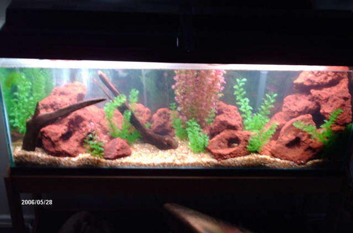 50 gallons freshwater fish tank (mostly fish and non-living decorations) - Lake Wannahookalunker