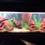 50 gallons freshwater fish tank (mostly fish and non-living decorations) - Lake Wannahookalunker