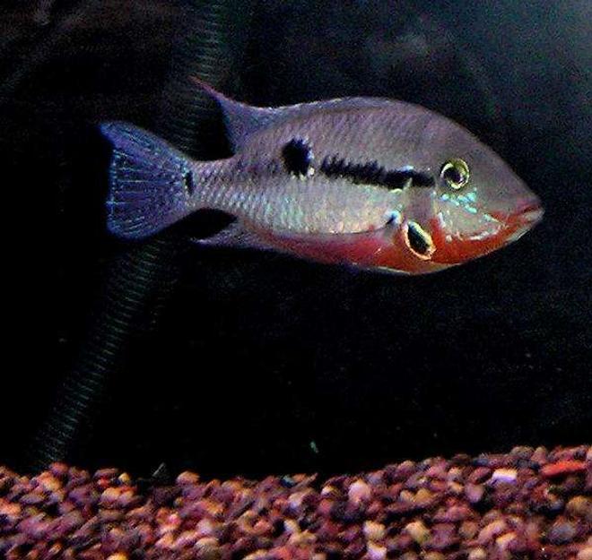 freshwater fish - thorichthys meeki - firemouth cichlid stocking in 210 gallons tank - Firemouth Cichlid