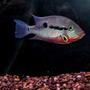 freshwater fish - thorichthys meeki - firemouth cichlid stocking in 210 gallons tank - Firemouth Cichlid