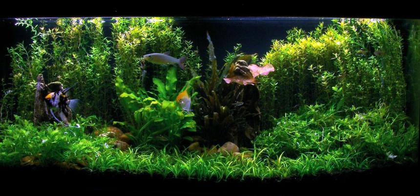 Rated #18: 55 Gallons Planted Tank - My 55g Fish Tank