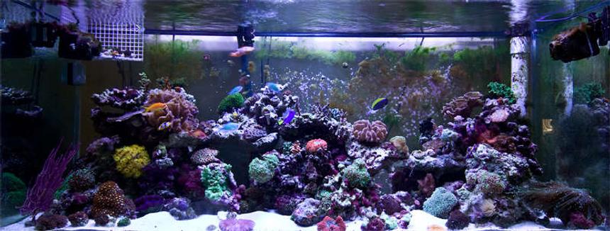 Rated #50: 225 Gallons Reef Tank - My reef tank, 4 months old, mostly frags waiting to grow up!  Always looking for colorful rare pieces of corals!