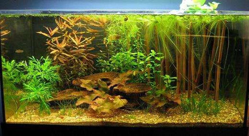 Rated #68: 13 Gallons Planted Tank - 13 gallon Asian biotope