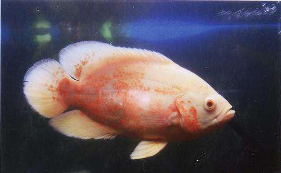 freshwater fish - astronotus ocellatus - albino oscar stocking in 55 gallons tank - Albino Oscar  2yrs old, very placid for an oscar which is weird as her tank mate (a tiger oscar) was very aggresive towords the sliver dollars in there with them