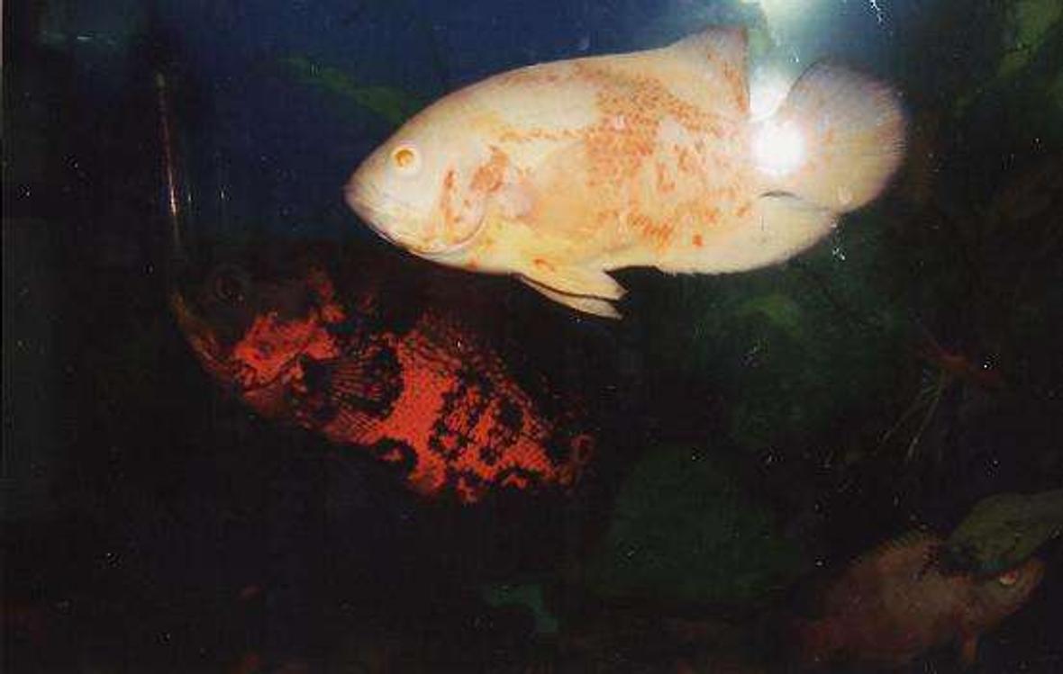 freshwater fish - astronotus ocellatus - albino oscar stocking in 55 gallons tank - George(albino) and Reaper(Tiger) ...Oscars..