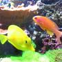 saltwater fish - zebrasoma flavescens - yellow tang - hawaii stocking in 100 gallons tank - Anthias Squamipinnis & Zebrasoma Flavescens