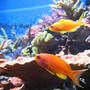saltwater fish - pseudanthias squamipinnis - lyretail anthias stocking in 100 gallons tank - Anthias squamipinnis, male & female