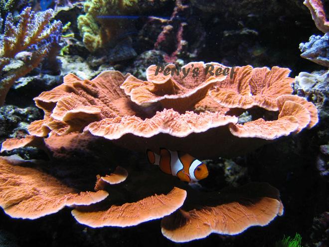 saltwater fish - amphiprion ocellaris - ocellaris clownfish stocking in 100 gallons tank - Amphiprion Ocellaris & Montipora Foliosa