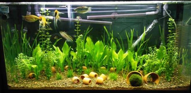 98 gallons planted tank (mostly live plants and fish) - Latest incarnation of my 54gal.
Fluval 305+205 with bio media from other tanks, CO2, Substrate is 2 thirds flourite 1 third blk gravel from another tank, 200w Rena heater, various grasses and swords, clay pots for the cats and kribs. Only 2 weeks old, cycled and lush!