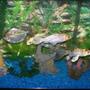 freshwater fish - metynnis argenteus - silver dollar stocking in 30 gallons tank - Koi and Silver Dollar tank