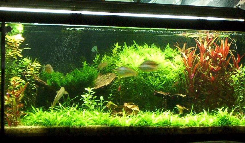 Rated #479: 55 Gallons Planted Tank - Penguin 200 w/biowheel XP3 cannister, spraybar on left wall slightly tilt down,Coralife 130 watts CF dose EI and traces + Excel.
2 Birchirs,2 Ctenopoma Acutirostre,2 Clown loaches,5 Rainbows