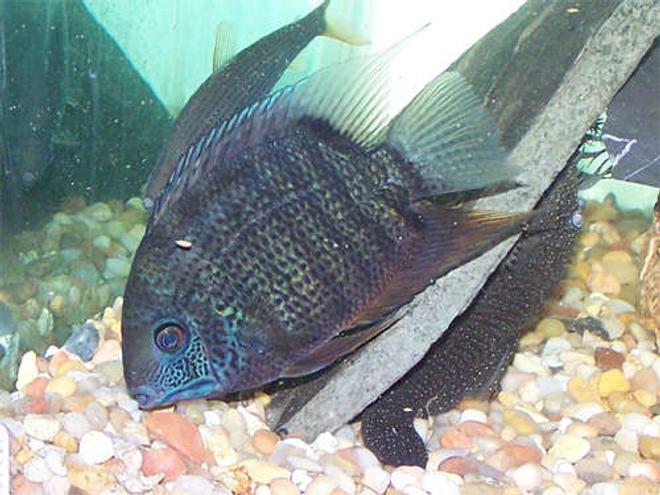 freshwater fish - heros serverus - green severum stocking in 110 gallons tank - My 6" Severum Petey, he's really showing his colors here.  I love that severums change colors depending on their mood.