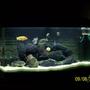 65 gallons freshwater fish tank (mostly fish and non-living decorations) - ciclids tank