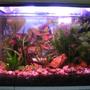21 gallons planted tank (mostly live plants and fish) - same tank. the tank in image1 with a little more plants and stuff