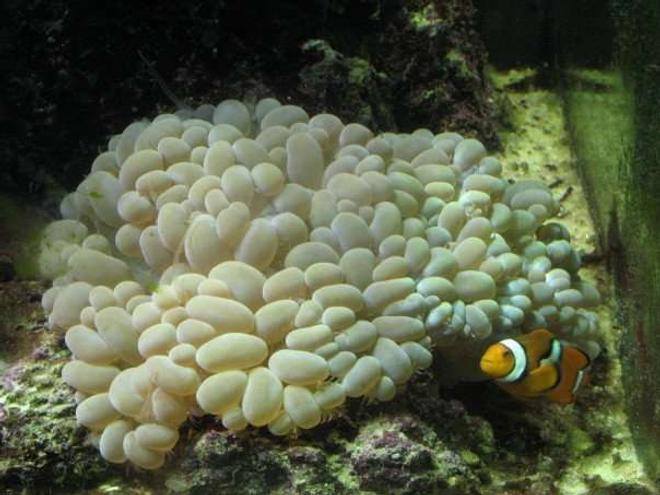 corals inverts - plerogyra sinuosa - bubble coral, white stocking in 120 gallons tank - Bubble with Perc hosting.