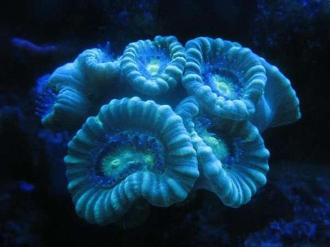 corals inverts - caulastrea furcata - blue spruce caulastrea stocking in 120 gallons tank - Candy cane under actinics.