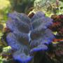 corals inverts - tridacna maxima - maxima clam stocking in 120 gallons tank - My beautiful Maxima Clam.