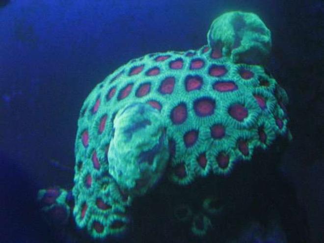 corals inverts - favites sp. - brain coral stocking in 120 gallons tank - Favia under actinics.