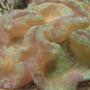 corals inverts - trachyphyllia radiata - brain coral, wellsophyllia stocking in 120 gallons tank - Open brain!