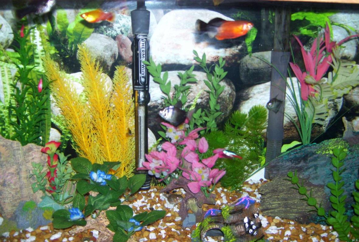 20 gallons freshwater fish tank (mostly fish and non-living decorations) - close up, I like color