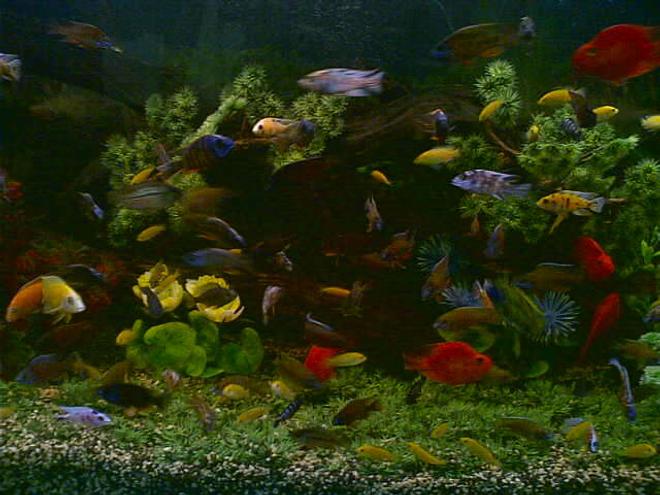 120 gallons freshwater fish tank (mostly fish and non-living decorations) - hi, i'm dan phoenix zabala, from aqua prince, tacloban city, philippines and this is my  48 x 24 x 24 cichlid tank. i'm using 4pcs. undergravel filter connected to 4pcs. powerheads. i use plastic plants and driftwoods for my decorations. i change 5% of water everyday. i feed my fishes with live shrimps. hope u'l like my cichlid tank set-up. thanks and more power!!! 
p.s. sorry for the quality of my picture coz i dont have a digital camera, i just used my camera phone. tnx!
why i love cichlids? bcoz i love colorful fishes. and for me, cichlids are the most colorful freshwater fishes in the world. they are very hardy, intelligent and sometimes they can rival the colors of the marine fishes. that is why i love them since i was a kid. see video pics of my award winning, show quality african cichlids at youtube. just type AWARD WINNING AFRICAN CICHLIDS. they are more beautiful, colorful and stunning than my fishes here. tnx and happy viewing.