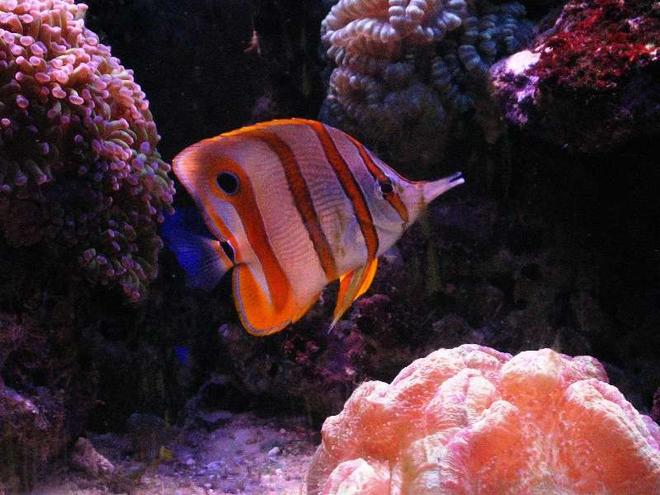 saltwater fish - chelmon rostratus - copperband butterflyfish stocking in 120 gallons tank - CBB