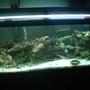 75 gallons saltwater fish tank (mostly fish, little/no live coral) - This is another picture of my 75 gallon tank.
