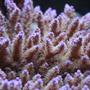 corals inverts - acropora sp. - acropora coral, brown stocking in 210 gallons tank - My Chips Acro from ORA