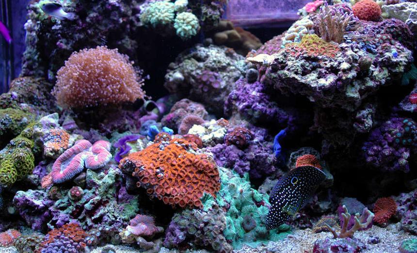 Rated #43: 85 Gallons Reef Tank - My 65gal Zoanthid-Dominated Reef Tank