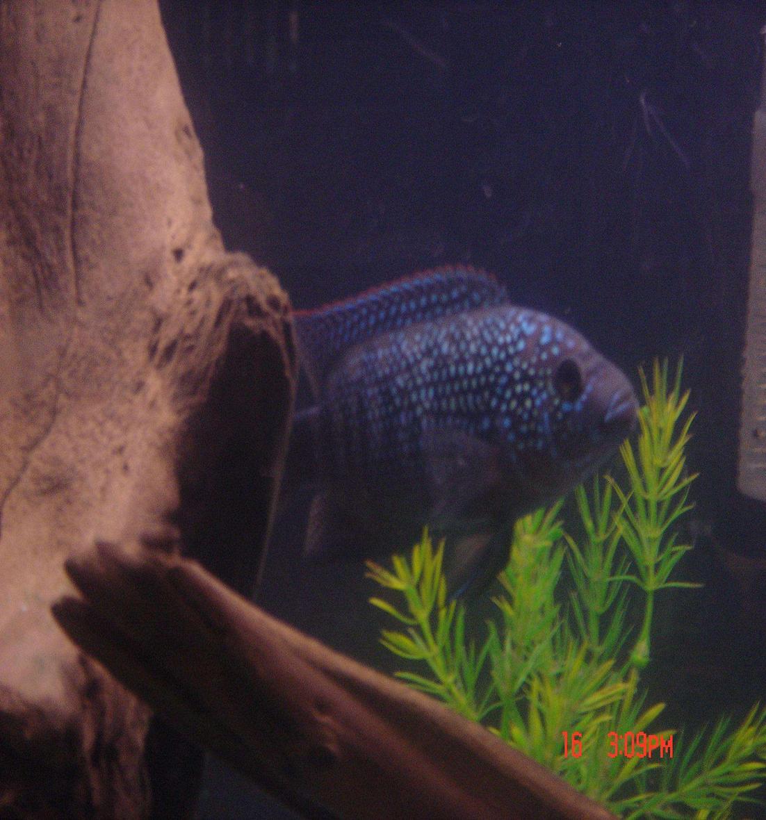 freshwater fish - nandopsis octofasciatum - jack dempsey stocking in 55 gallons tank - Buckwheat. My Jack Dempsey