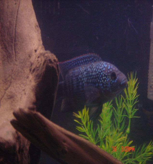 freshwater fish - nandopsis octofasciatum - jack dempsey stocking in 55 gallons tank - Buckwheat. My Jack Dempsey