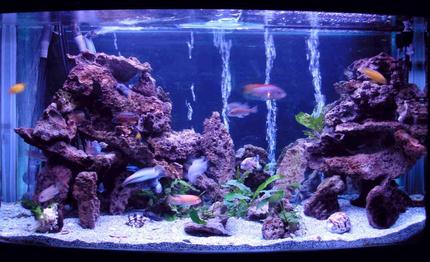 90 gallons planted tank (mostly live plants and fish) - All natural 90 gallon bow front $ african cichlids. Changed the lace rock layout, added a mirror background and more live plants (java and anbius)