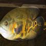 fish tank picture - Tiger Oscar
