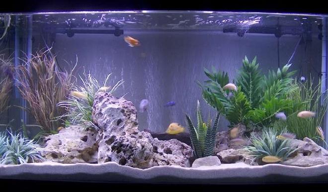 140 gallons freshwater fish tank (mostly fish and non-living decorations) - 140 g Malawi tank with a small clean up crew consisting of 4clown loaches,1chinese algae eater and 1bristlenose pleco.