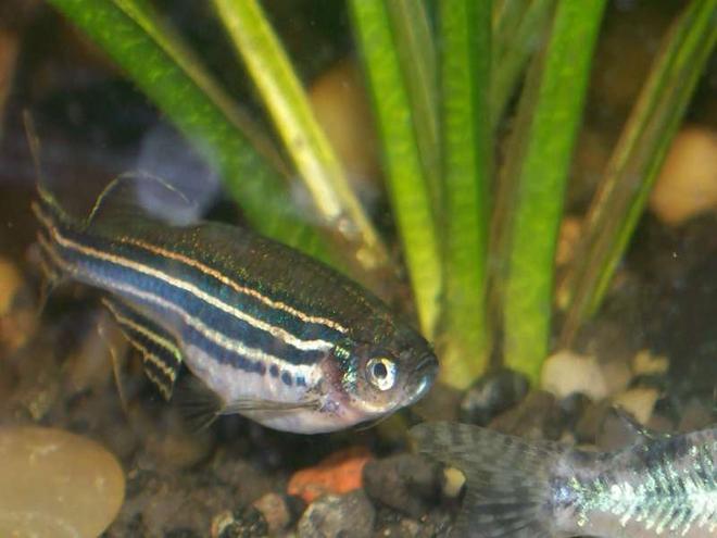 freshwater fish - danio rerio - zebra danio stocking in 30 gallons tank - zebra danio maybe pregnant