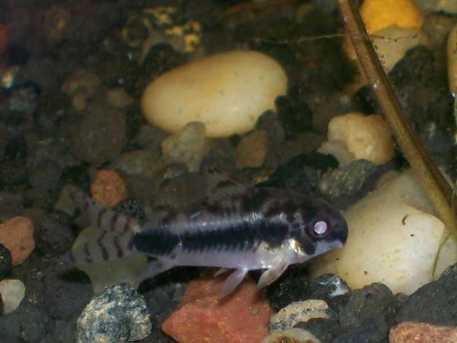 freshwater fish - corydorus habrosus - dwarf cory cat stocking in 30 gallons tank - my dwarf cory, hes my fav