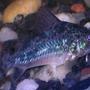 freshwater fish - corydoras paleatus - peppered cory cat stocking in 30 gallons tank - peppered cory